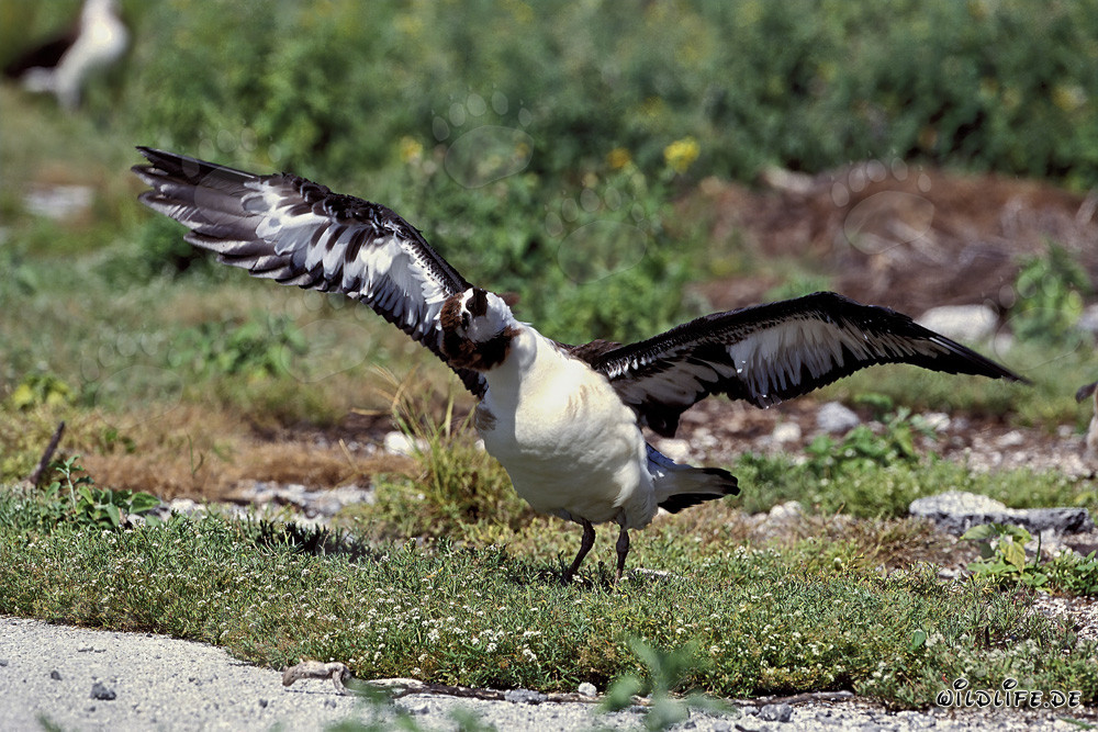 Jeune albatros de Laysan - Majestueux habitant des îles Midway