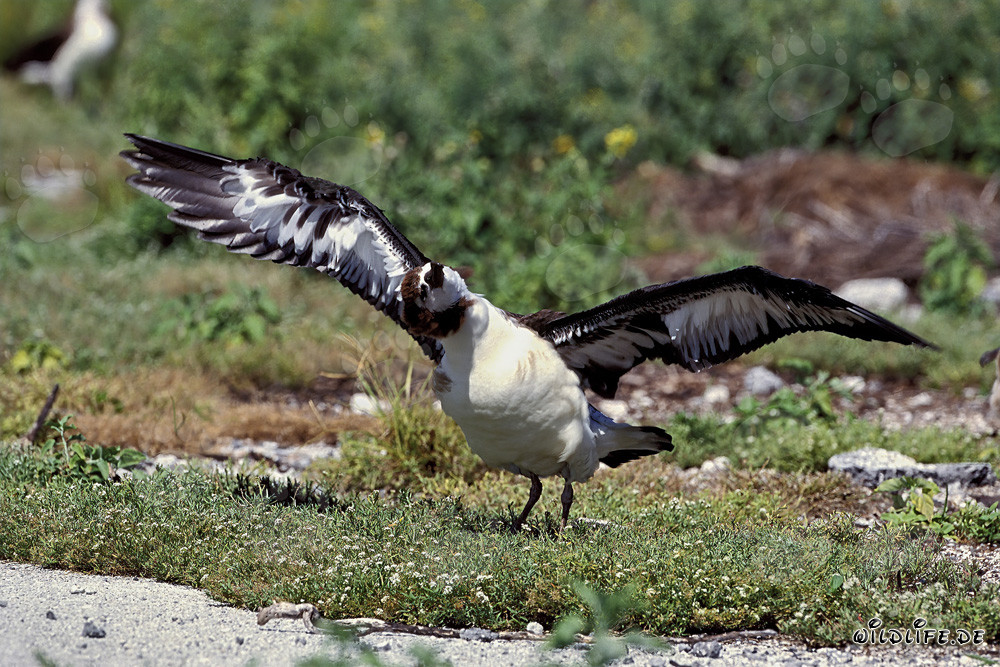 Jungtier des Laysan-Albatros - Majestätischer Bewohner der Midway-Inseln