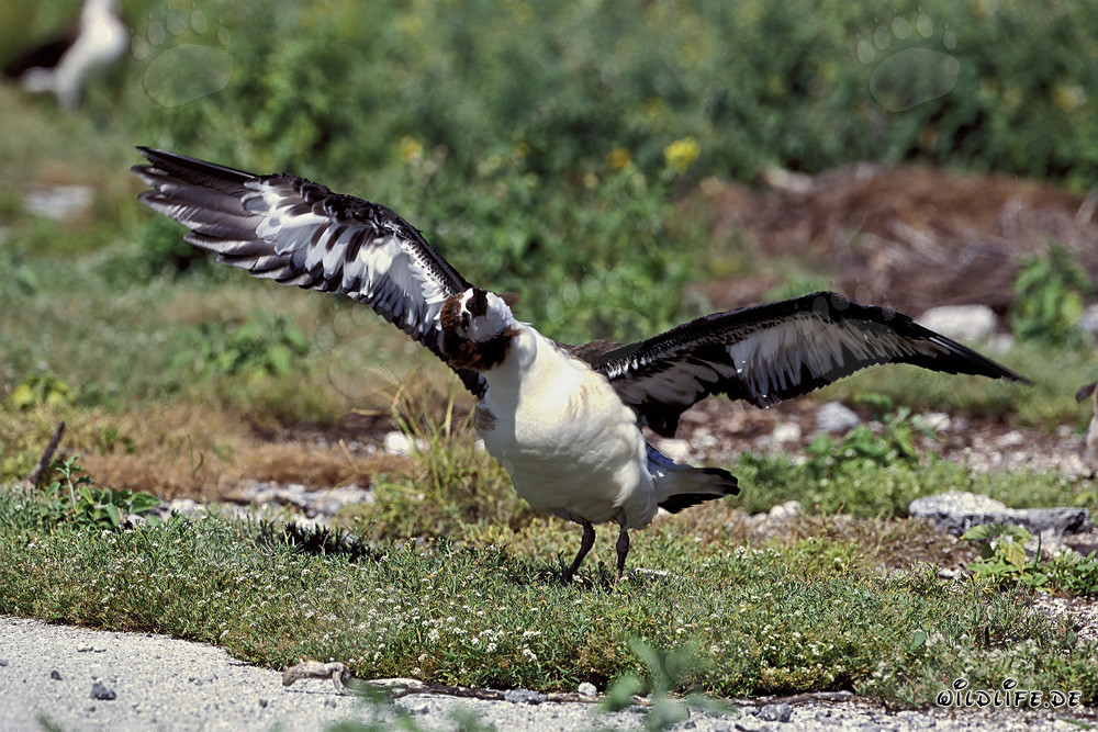Polluelo de albatros de Laysan - Majestuoso habitante de las islas Midway