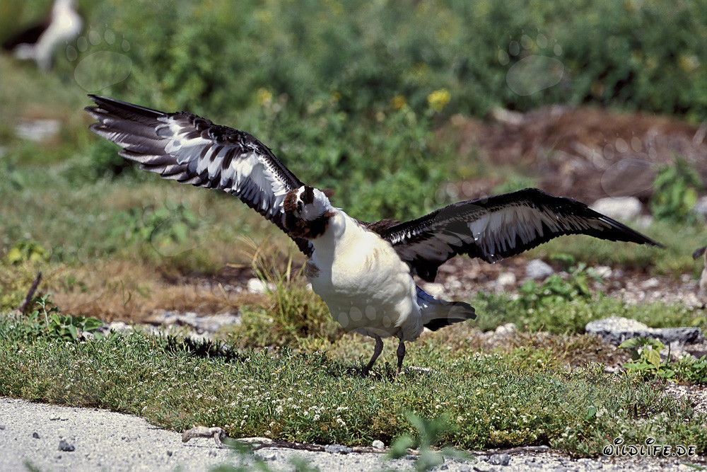 Young Laysan albatross - Majestic Resident of the Midway Islands