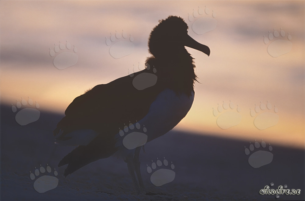 Affascinanti albatros di Laysan a Midway Atoll