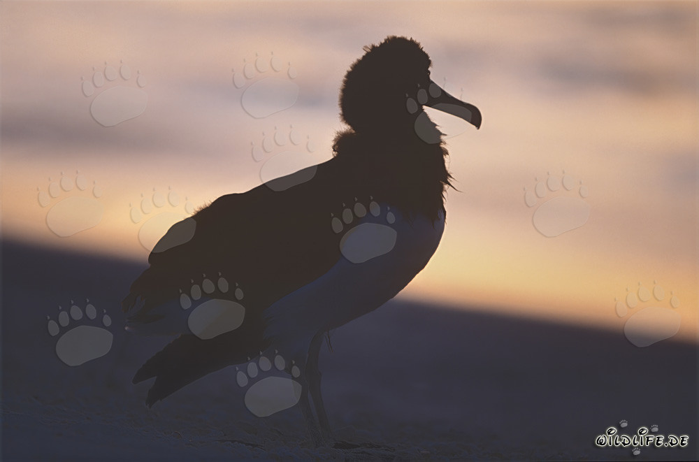 Faszinierende Laysan-Albatrosse auf Midway Atoll