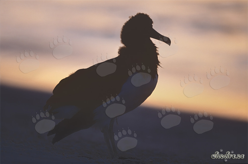 Fascinating Laysan Albatrosses on Midway Atoll