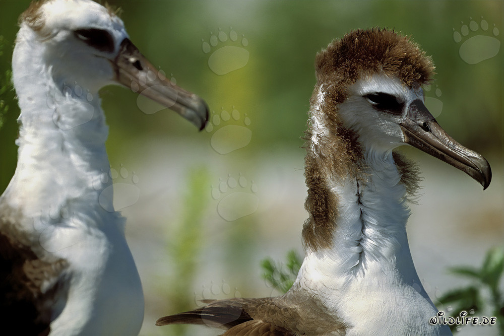 Affascinanti giovani albatros di Laysan a Midway Atoll