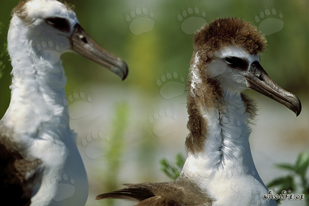Jeunes albatros de Laysan fascinants sur Midway Atoll