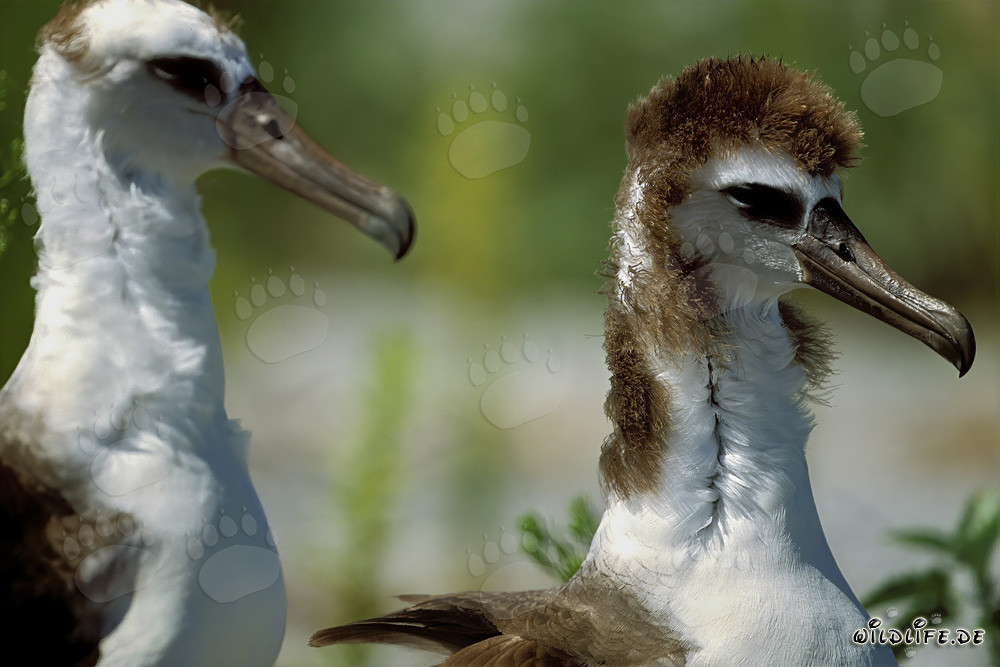 Fascinantes jóvenes albatros de Laysan en Midway Atoll