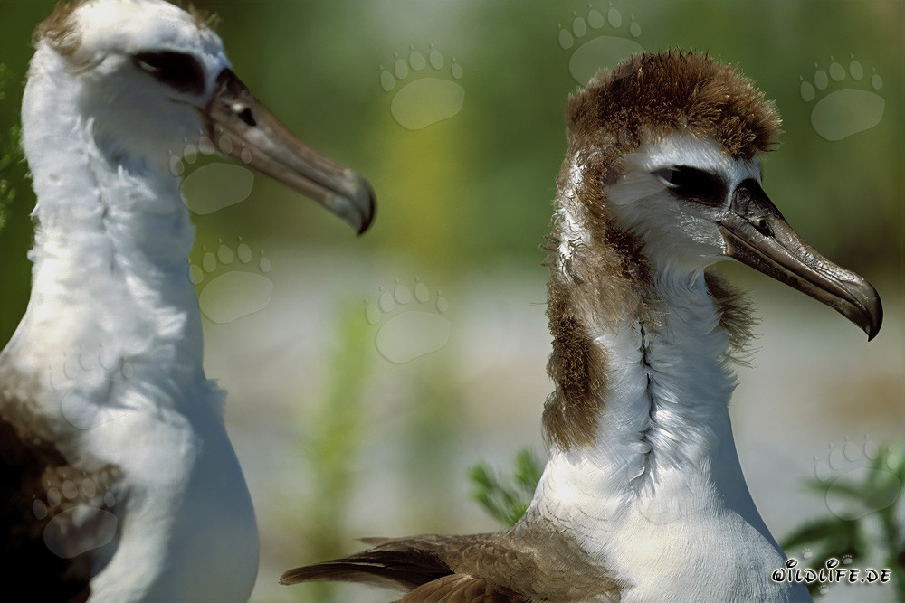 Faszinierende junge Laysan-Albatrosse auf Midway Atoll