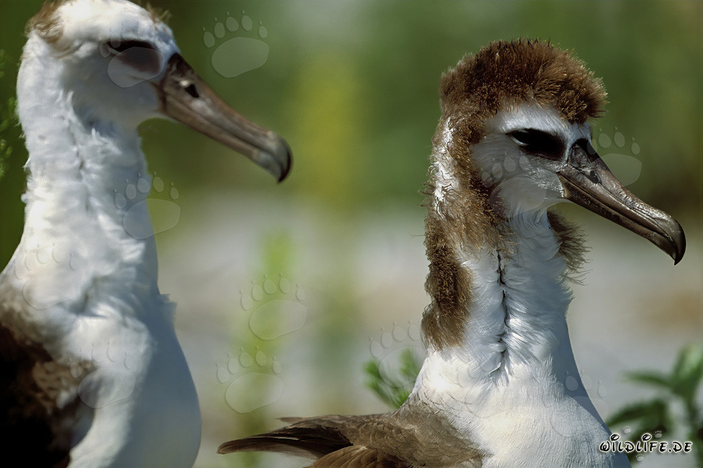 Fascinating young Laysan albatrosses on Midway Atoll