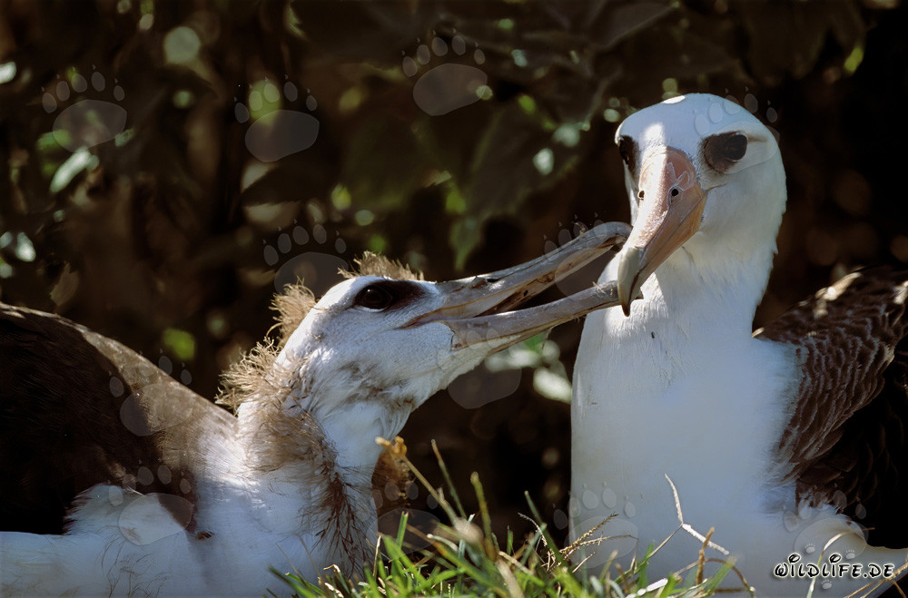 Albatros de Laysan avec son petit sur les îles Midway