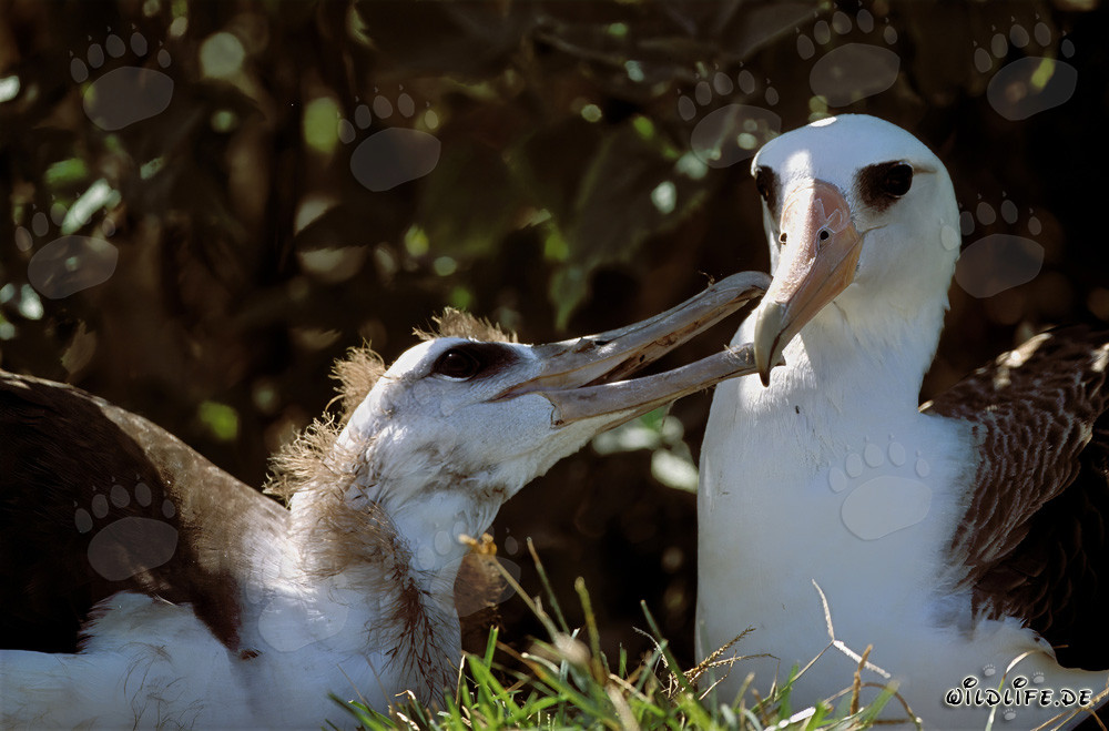 Albatros de Laysan con su cría en las islas Midway