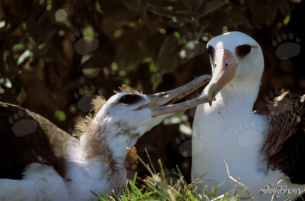 Albatros di Laysan con il suo pulcino sulle isole Midway