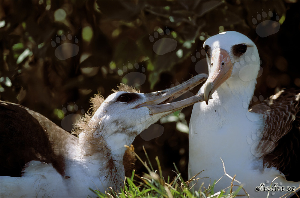 Laysan-Albatros mit Jungvogel auf den Midway Inseln