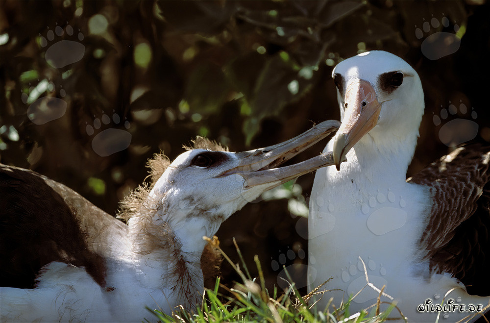 Laysan albatross with chick on Midway Islands