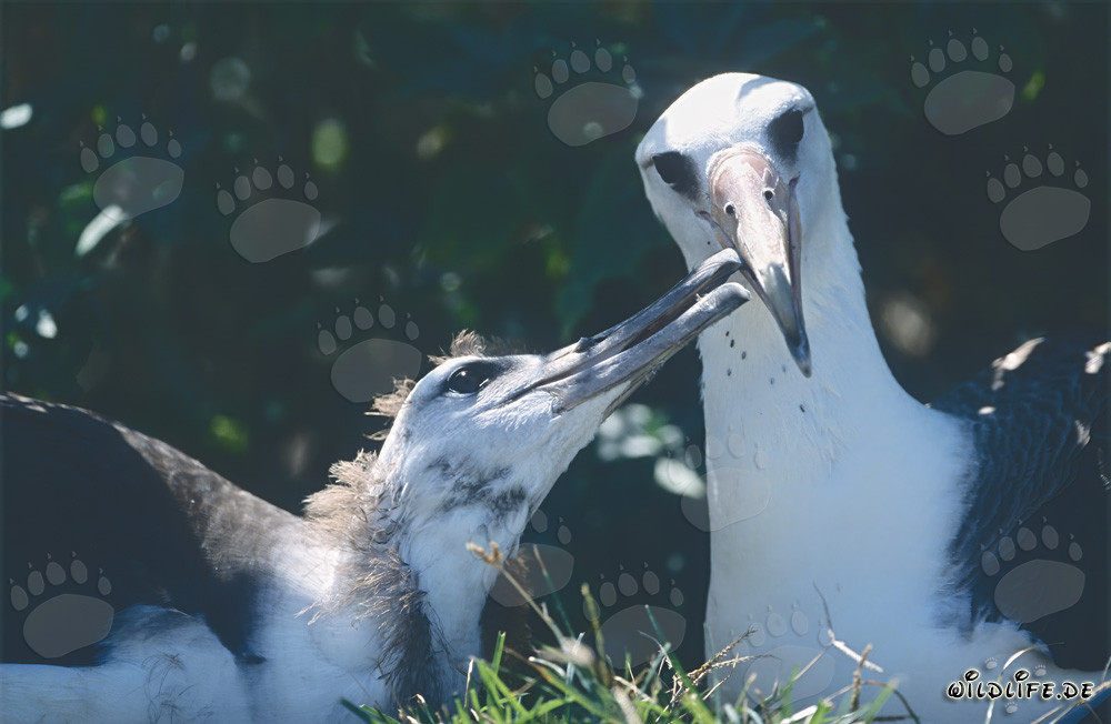 Albatros de Laysan con cría en las islas Midway en Hawái