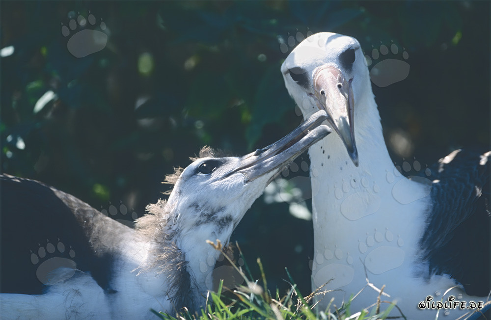 Albatros de Laysan avec son petit sur les îles Midway à Hawaï