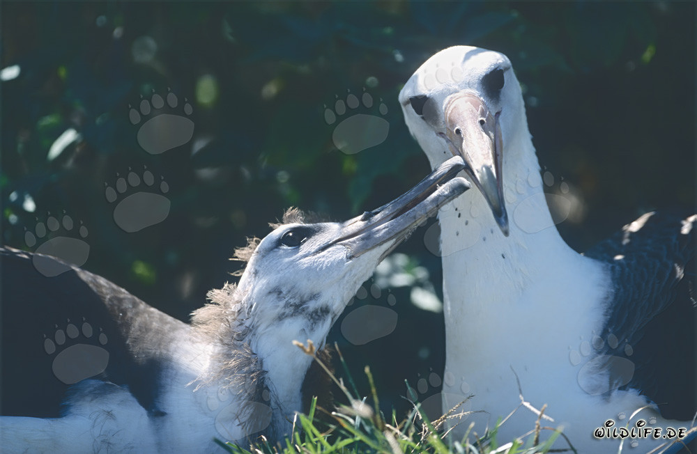 Albatros di Laysan con pulcino sulle isole Midway alle Hawaii