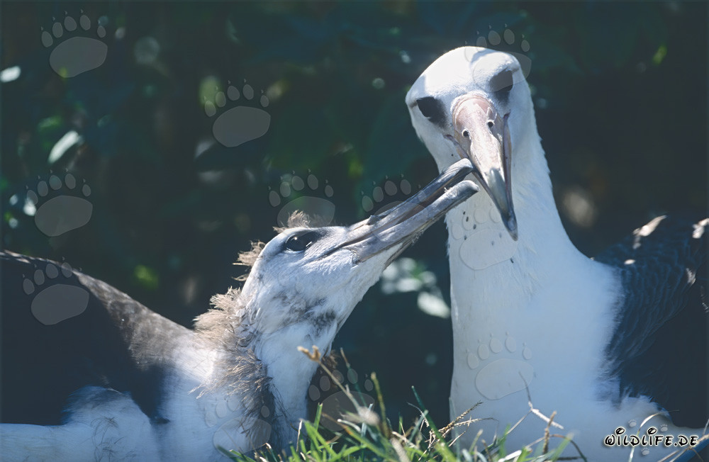 Laysan-Albatros mit Jungvogel auf den Midway Inseln in Hawaii
