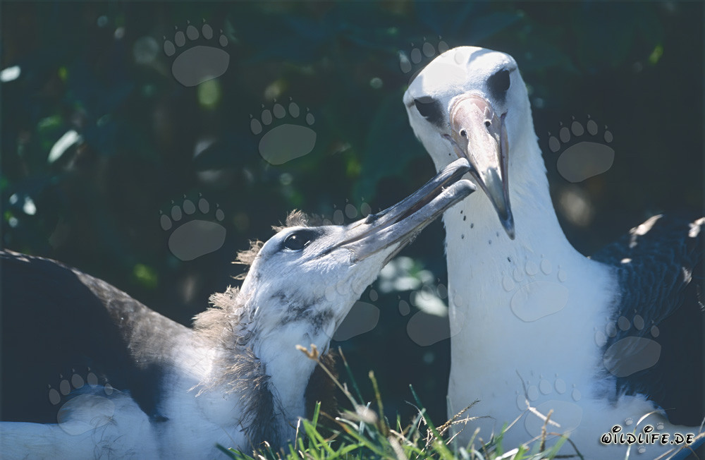 Laysan albatross with chick on the Midway Islands in Hawaii
