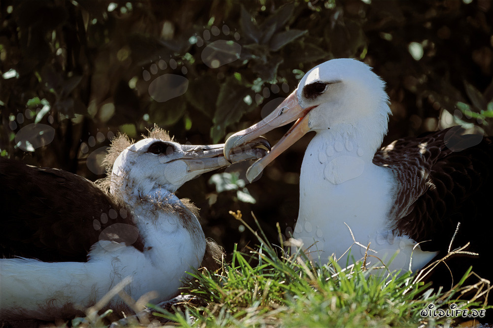 Albatros de Laysan fascinant avec un jeune oiseau à Midway Atoll