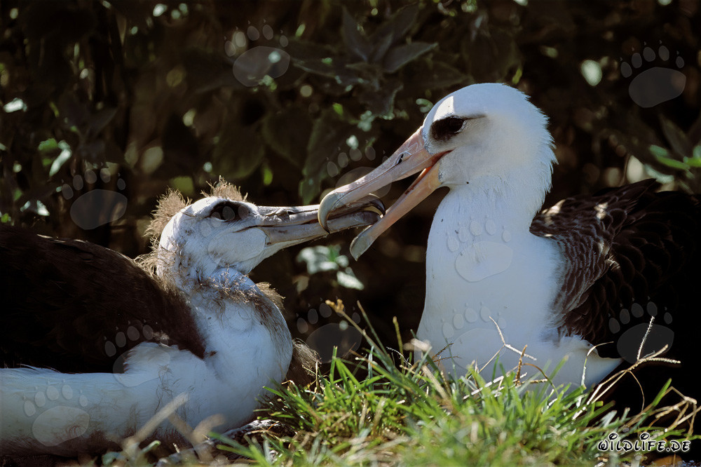 Albatros de Laysan fascinante con un polluelo en Midway Atoll