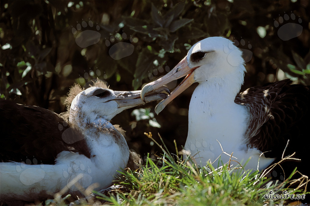 Fascinante Albatros di Laysan con un pulcino a Midway Atoll