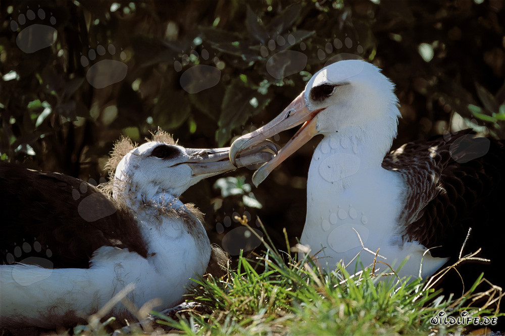Faszinierender Laysan-Albatros mit Jungvogel auf Midway Atoll