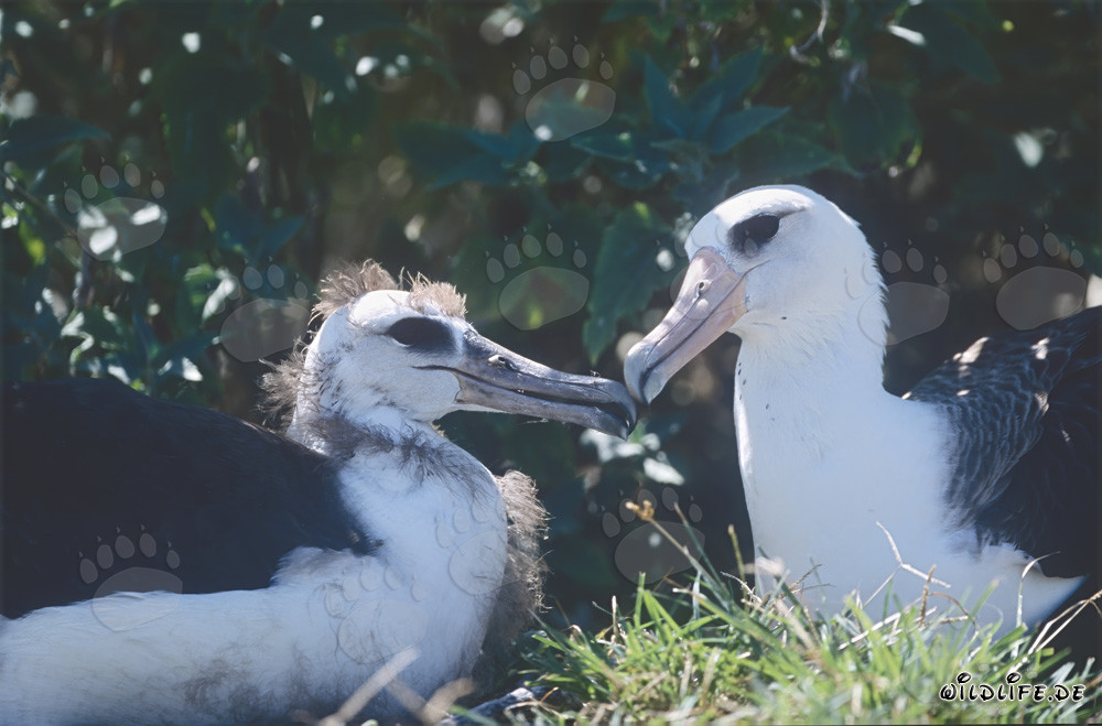 Laysan-Albatros mit Jungvogel
