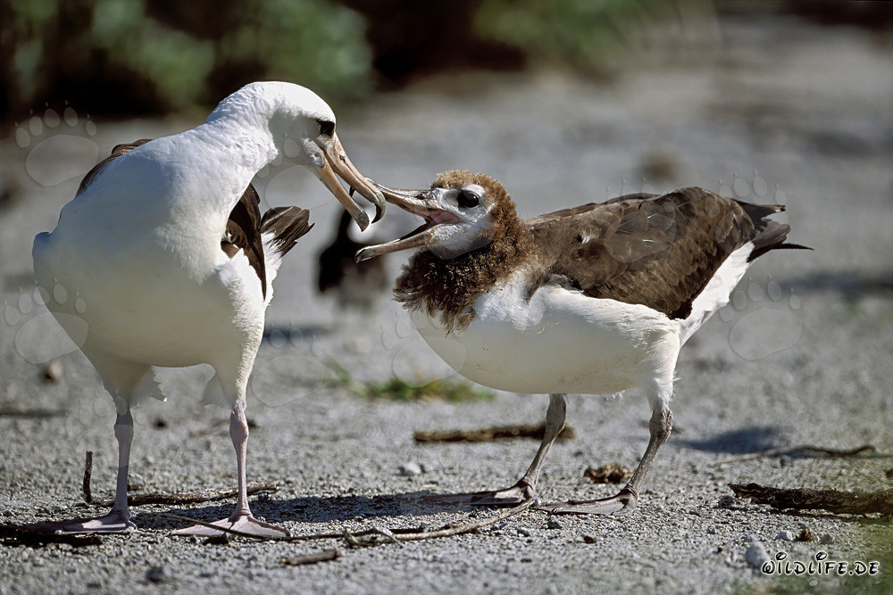 Albatros de Laysan fascinant avec son adorable oisillon