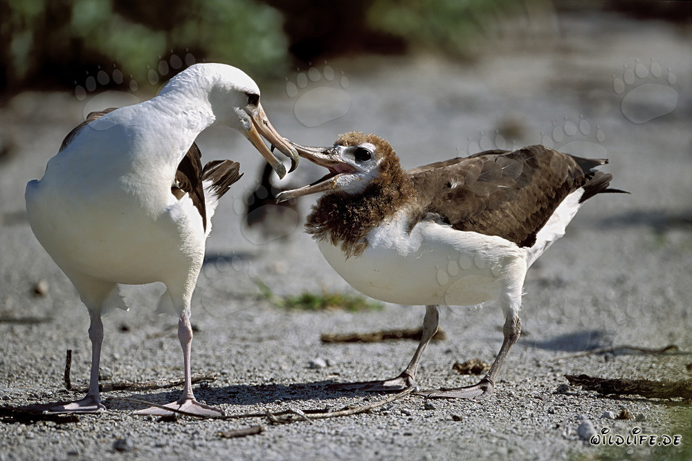 Fascinating Laysan albatross with its adorable chick