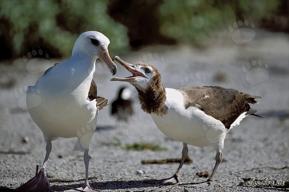 Albatros de Laysan avec un oisillon à Midway Atoll dans les îles hawaïennes, États-Unis