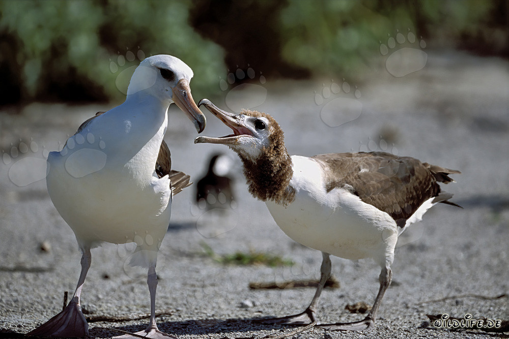 Albatros de Laysan con un polluelo en Midway Atoll en las islas hawaianas, EE. UU.