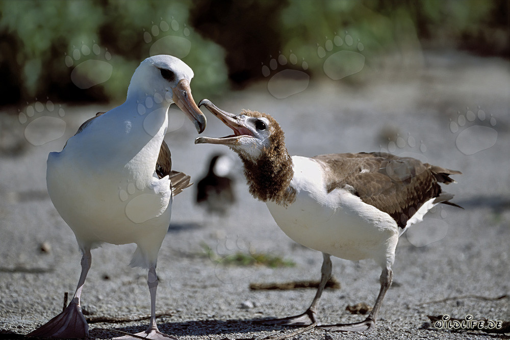 Laysan-Albatros mit Jungvogel auf Midway Atoll in den Hawaiian Islands, USA