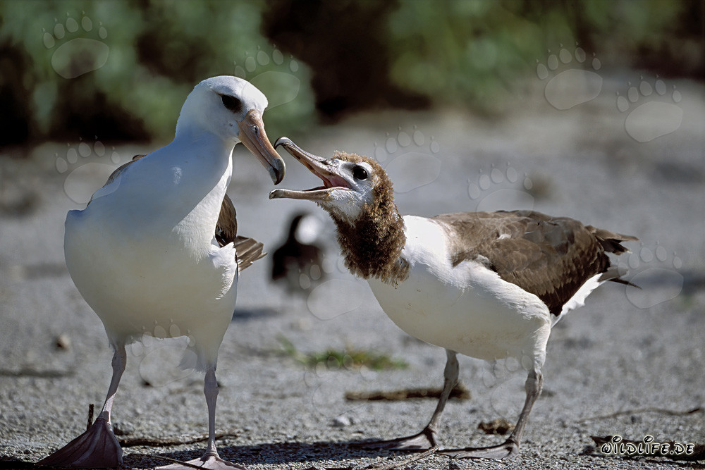 Laysan albatross with chick on Midway Atoll in the Hawaiian Islands, USA