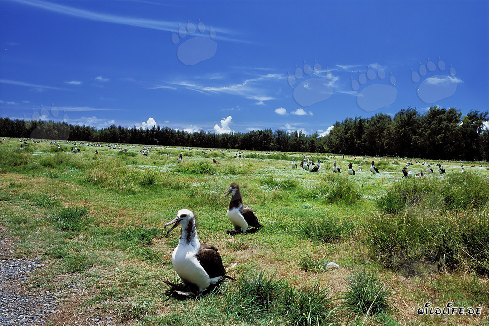 Die majestätische Welt der Albatrosse auf Midway Atoll