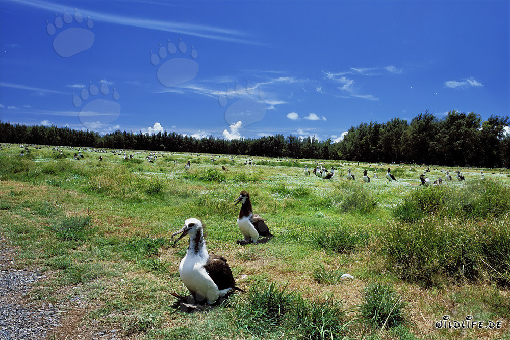 The Majestic World of Albatrosses on Midway Atoll