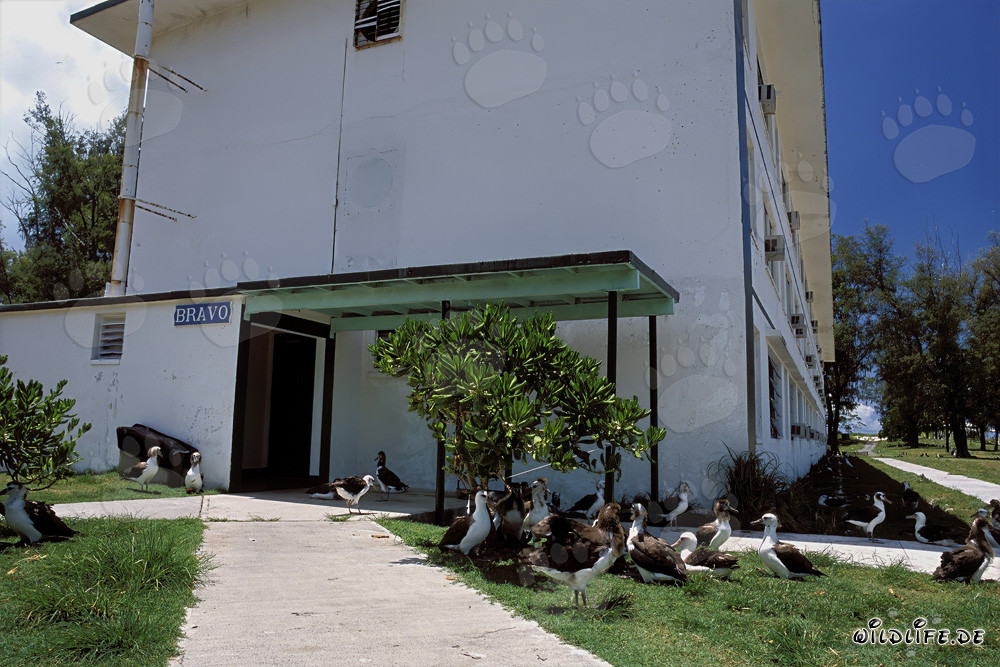 Brutkolonie der Laysan- und Schwarzfuß-Albatrosse auf dem Midway Atoll