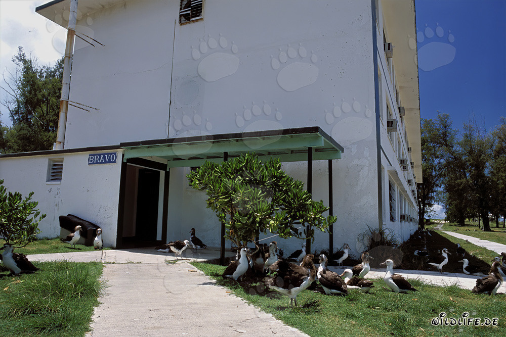 Colonia de cría de los albatros de Laysan y de patas negras en el atolón de Midway