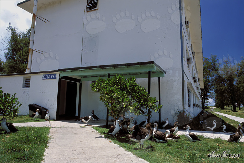 Colonia riproduttiva degli albatros di Laysan e di piedi neri sull'atollo di Midway