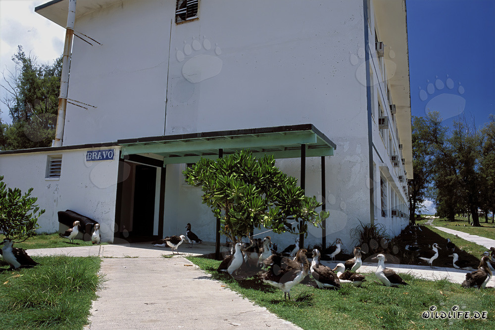 Breeding colony of Laysan and Blackfooted albatrosses on Midway Atoll