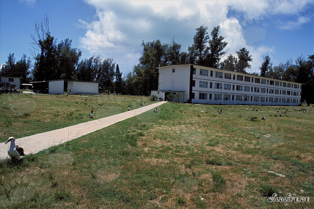 Paraíso para albatros en Midway Atoll