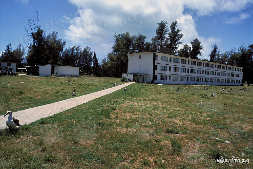 Paradis pour les albatros à Midway Atoll