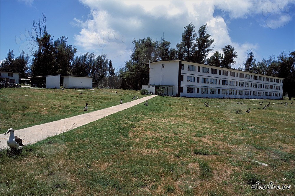 Paradise for Albatrosses on Midway Atoll