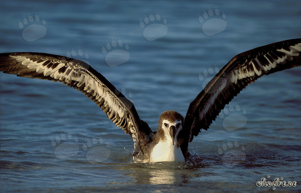 Affascinante giovane albatros di Laysan sul mare