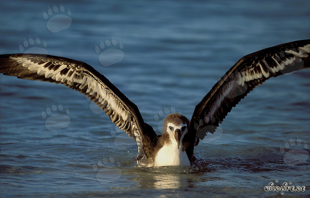 Jeune albatros de Laysan fascinant sur la mer