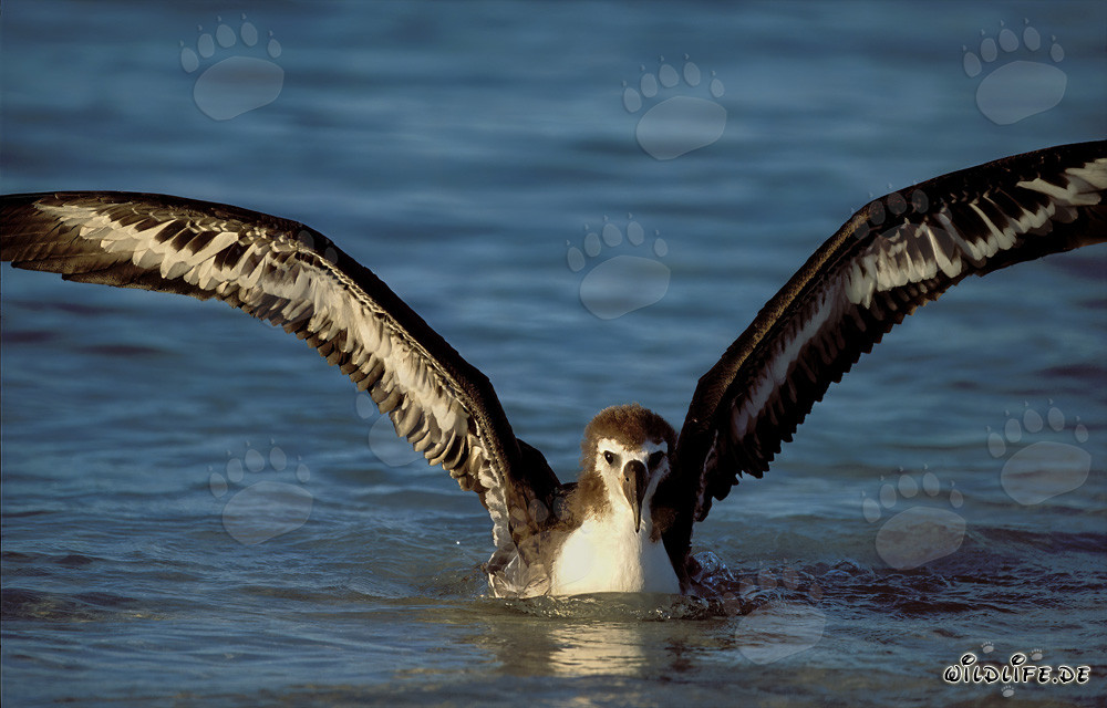 Fascinante joven albatros de Laysan en el mar