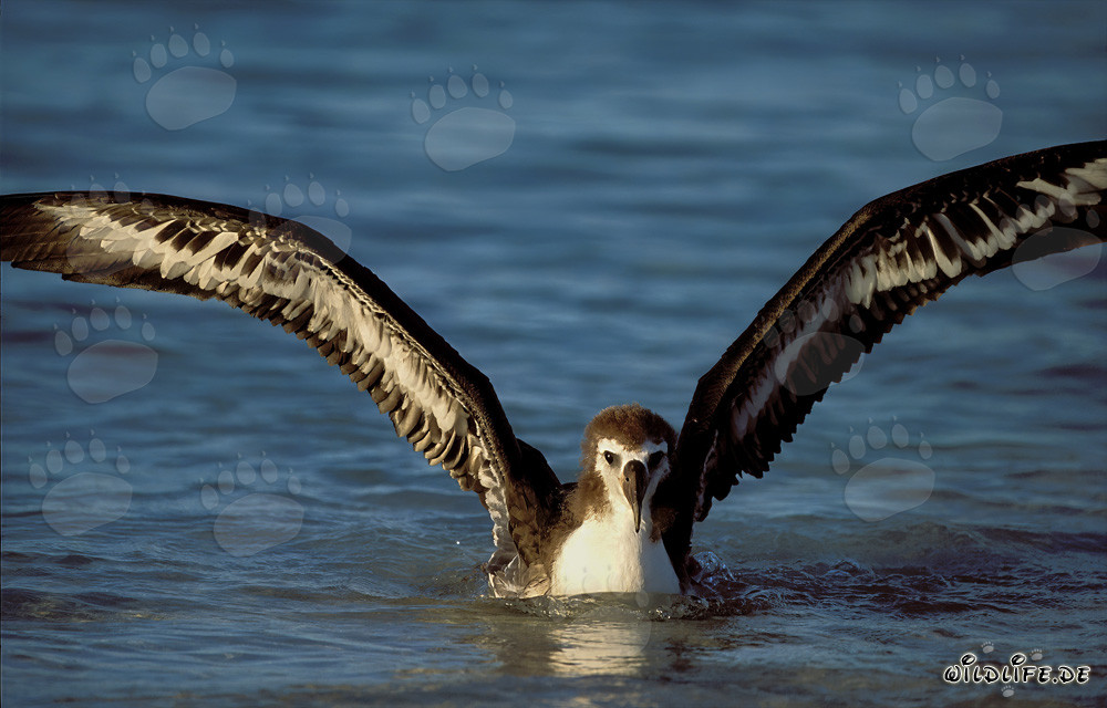 Faszinierender junger Laysan-Albatros auf dem Meer