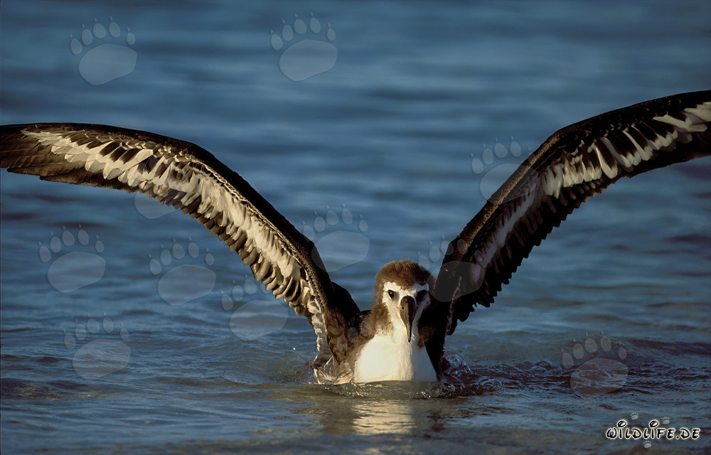 Fascinating young Laysan albatross on the sea