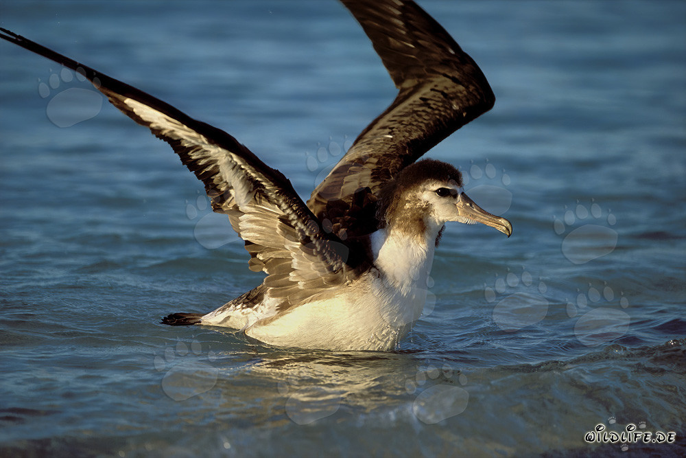 Giovane e maestoso: Albatros di Laysan sull'ampio oceano