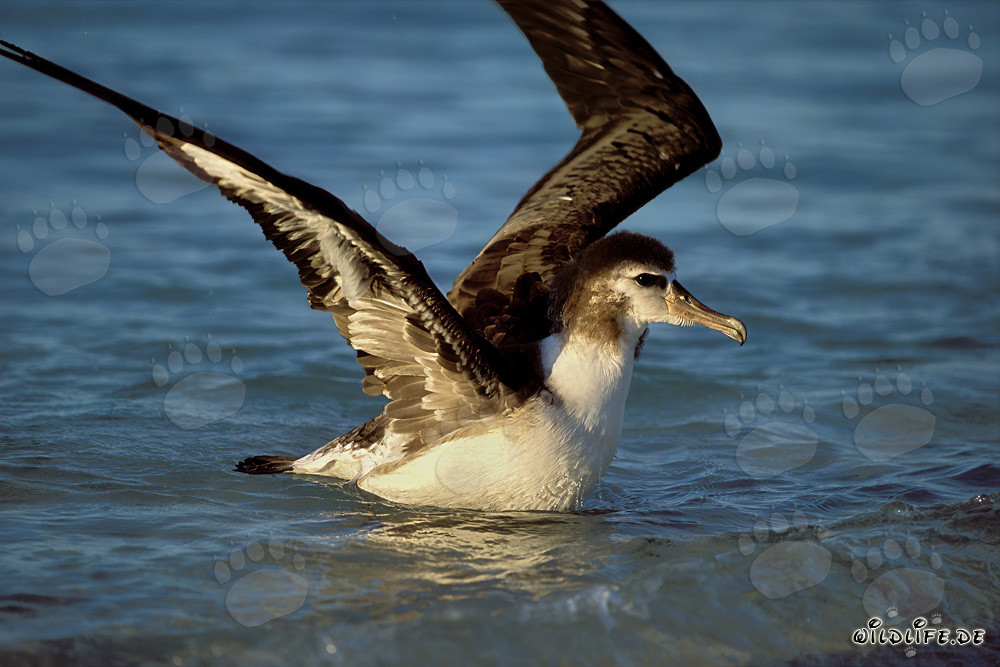 Jeune et majestueux : Albatros de Laysan sur l'immensité de l'océan