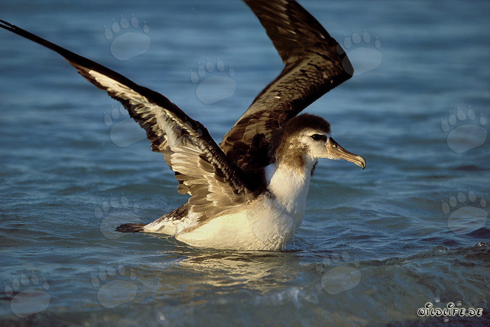 Joven y majestuoso: Albatros de Laysan en el vasto océano